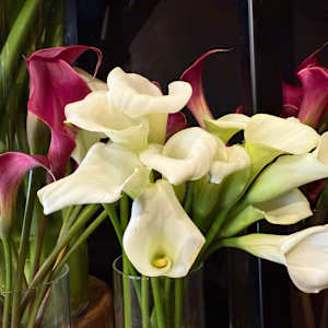 Calla Lily by Andrea