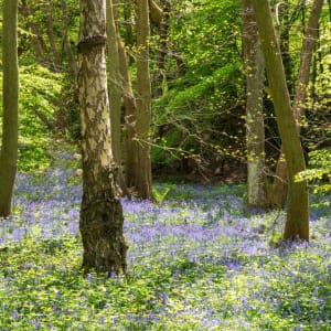 Bluebells in Kent by Anthony West Fine Art