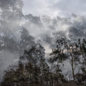 Shinrin Yoku by Halina Hildebrand