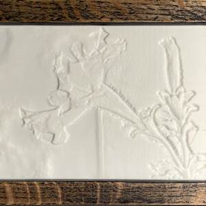 Petunia by Jeffrey Taylor 