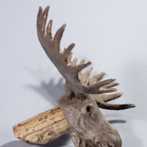 Moose Head by Dave Gejdos 