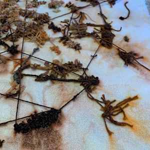 knots, stains, ties by Heather Baumbach, Image 6.