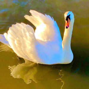 Swan Dance 