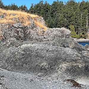 Oyster Catcher in the wind by Sherron Fairbairn 