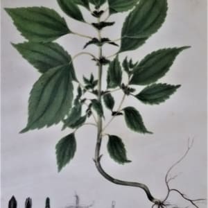 Rich Weed 1843 Litho. by John Torrey 