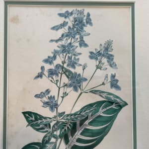 1845 Violet Eranthemum Flower Botanical Print by Sir Joseph Paxton 