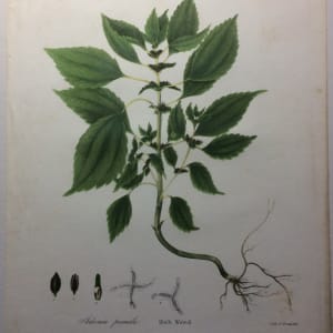 Rich Weed 1843 Litho. by John Torrey 