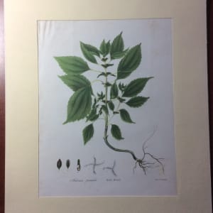 Rich Weed 1843 Litho. by John Torrey