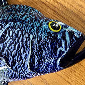 Black Sea Bass Ceramic by Caroline & Lauren Grainger 