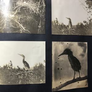 Antique Ornithology (Bird) Photo Album Vol. I of IV (Early 1900's) by Unknown Photographer 