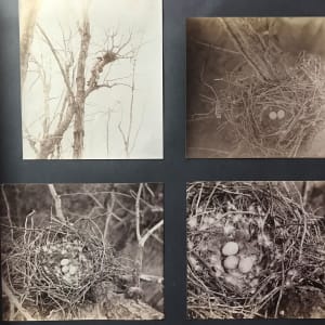 Antique Ornithology (Bird) Photo Album Vol. II of IV (Early 1900's). by Unknown Photographer