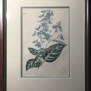 1845 Violet Eranthemum Flower Botanical Print by Sir Joseph Paxton