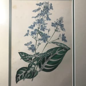 1845 Violet Eranthemum Flower Botanical Print by Sir Joseph Paxton 