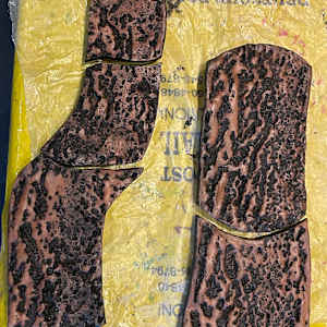 Hackberry, Trees by Susan Stair, Image 6.