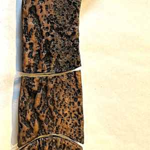 Hackberry, Trees by Susan Stair, Image 5.