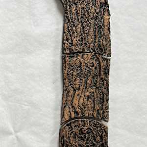 Eastern White Pine, Trees by Susan Stair, Image 1.