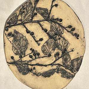 Hackberry , Trees as Tonic by Susan Stair, Image 1.