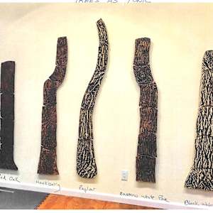Trees as Tonic, Trees by Susan Stair, Image 7.