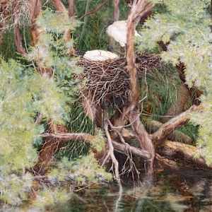 Nesting Wild Ibis by Kirsten Hocking