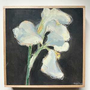 White iris by Christen Yates 