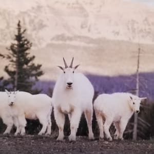 Uinta Mountain Goats by Timothy Thimmes