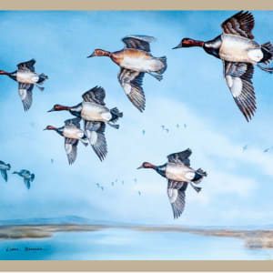 Canvasback Ducks in Flight by Clark Bronson