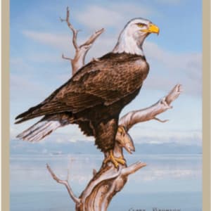 Bald Eagle in Tree #3, Blue Sky by Clark Bronson