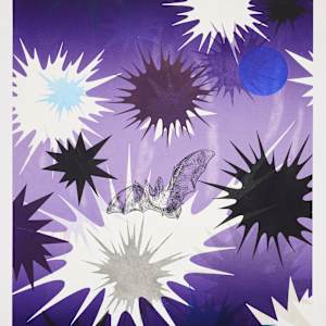 Nocturne #4 (Townsend's big-eared bat) by Kara Maria