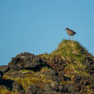 Upon Its Mighty Grass Throne by Bean Fischer