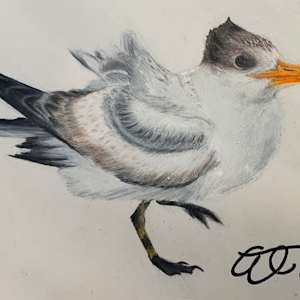 Royal Tern by Ashley Taylor