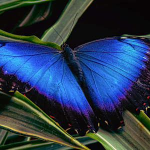 The Rica Butterfly by Ethan Miller