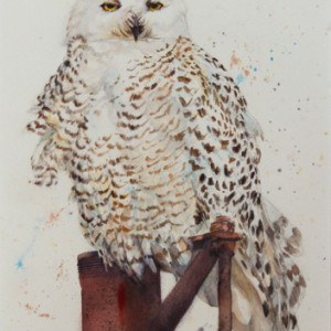 Snowy Owl - portrait/front by Karyn deKramer