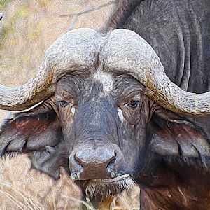 African Buffalo by Lewis Jackson, Image 2.