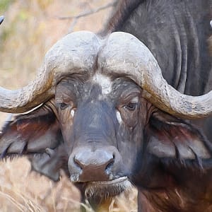 African Buffalo by Lewis Jackson