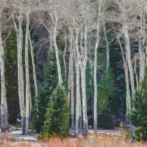 Aspens in Winter