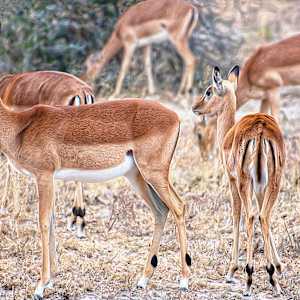 Black-faced Impalas by Lewis Jackson