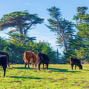 Cows at Point Arena by Lewis Jackson, Image 1.