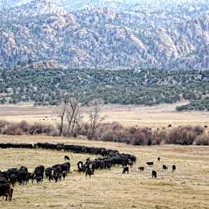 Cows by Lewis Jackson, Image 1.
