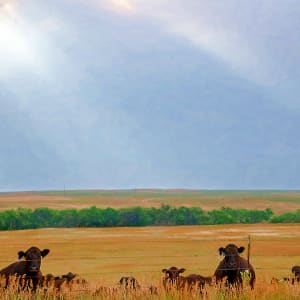 Curious Cows
