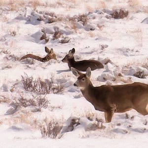 Deer in Snow
