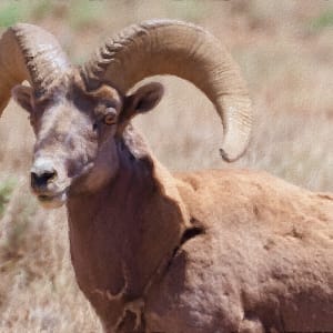 Desert Bighorn