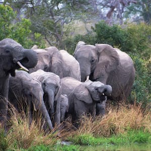 Elephants at the Watering Hole