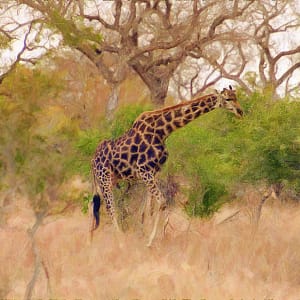 Giraffe with Background Landscape