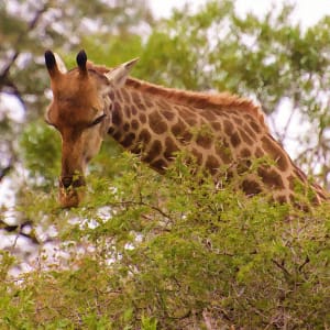 Giraffe, Head shot