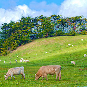 Grazing Cows, in Late Afternoon by Lewis Jackson