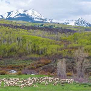 Sheep Grazing, Early Spring by Lewis Jackson, Image 1.