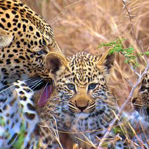 Leopardess and Cubs