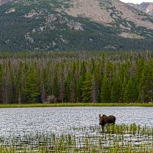 Moose in Late Summer by Lewis Jackson, Image 1.