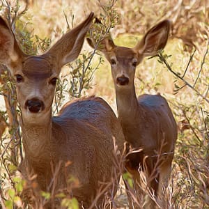 Mule Deer