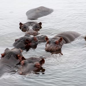 Pod of Hippos